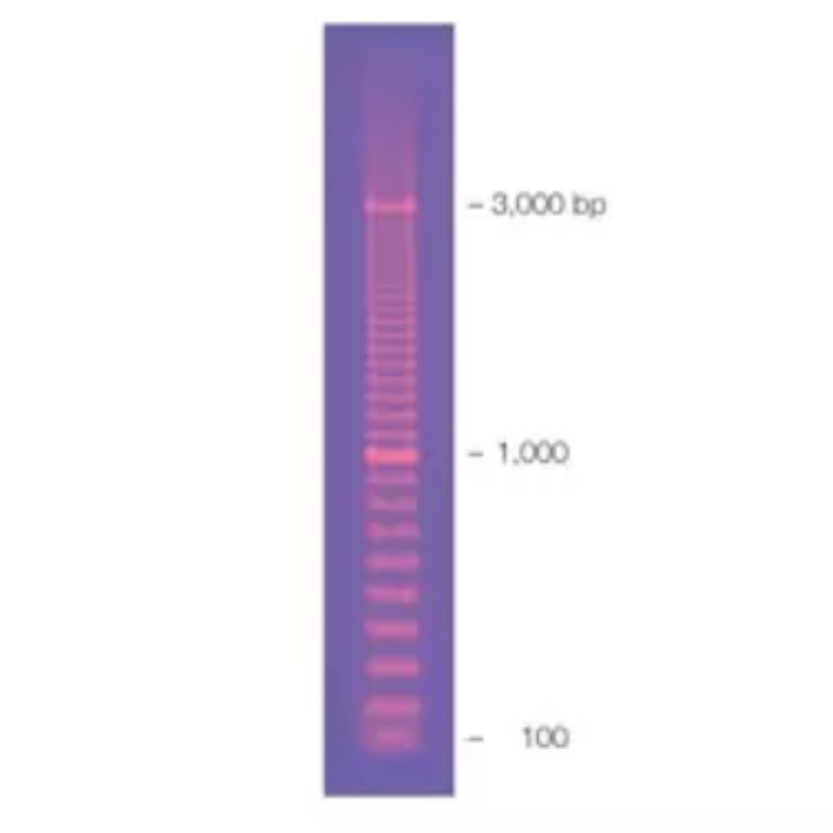 100 bp PCR Molecular Ruler