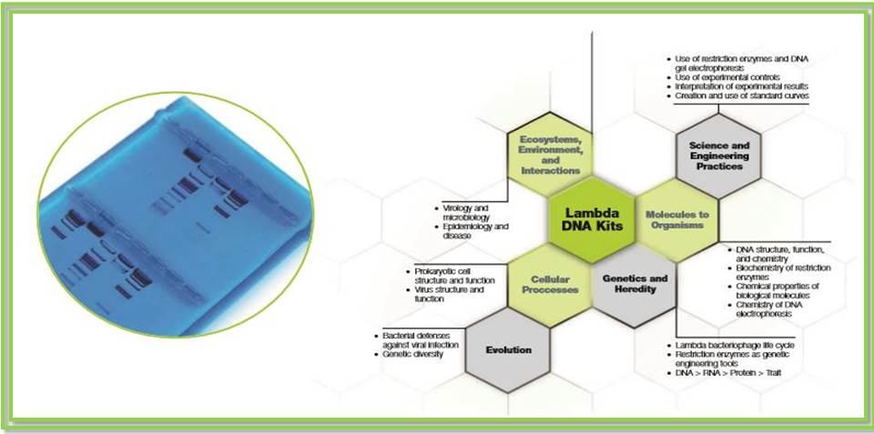 Restriction-Digestion-and-Analysis-of-Lambda-DNA-Kit