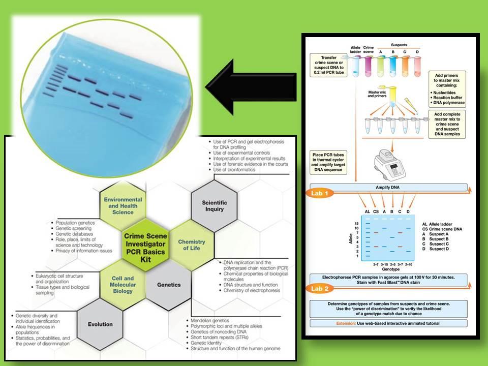 Crime-Scene-Investigator-PCR-Basics-Kit