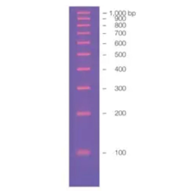 EZ Load 100bp Molecular Ruler