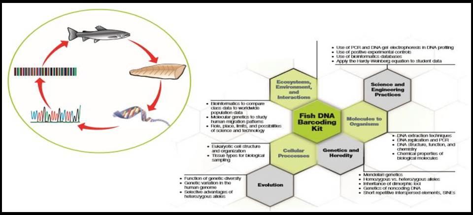 Fish-DNA-Barcoding-Kit