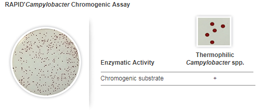 RAPID'CAMPYLOBACTER, DEHYDRATE