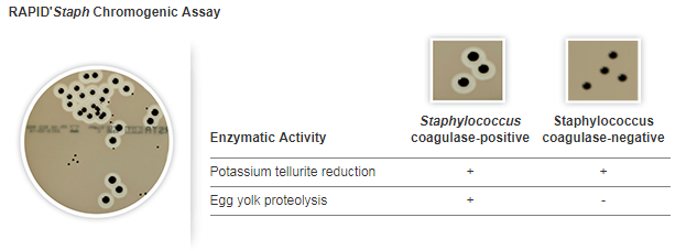 RAPID STAPH 500G